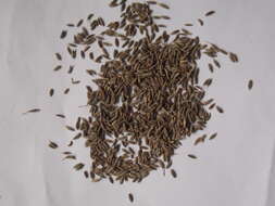 Image of cumin