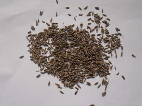 Image of cumin