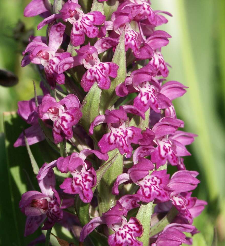 Image of Coeloglossum