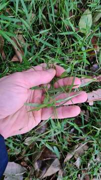 Image of Ottochloa gracillima C. E. Hubb.