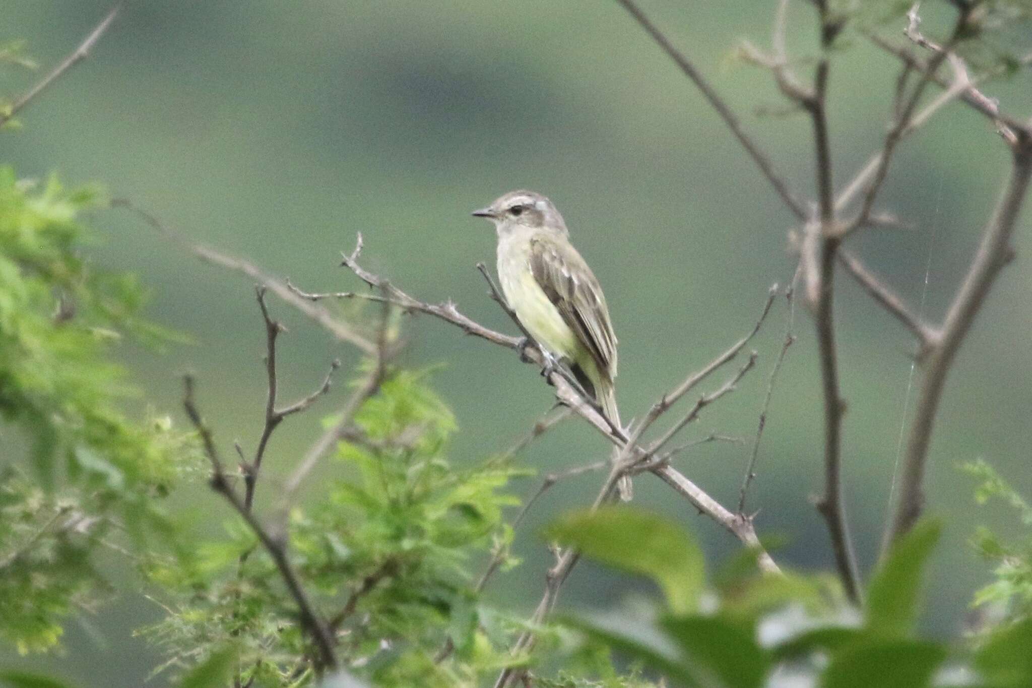 Image of Pacific Elaenia