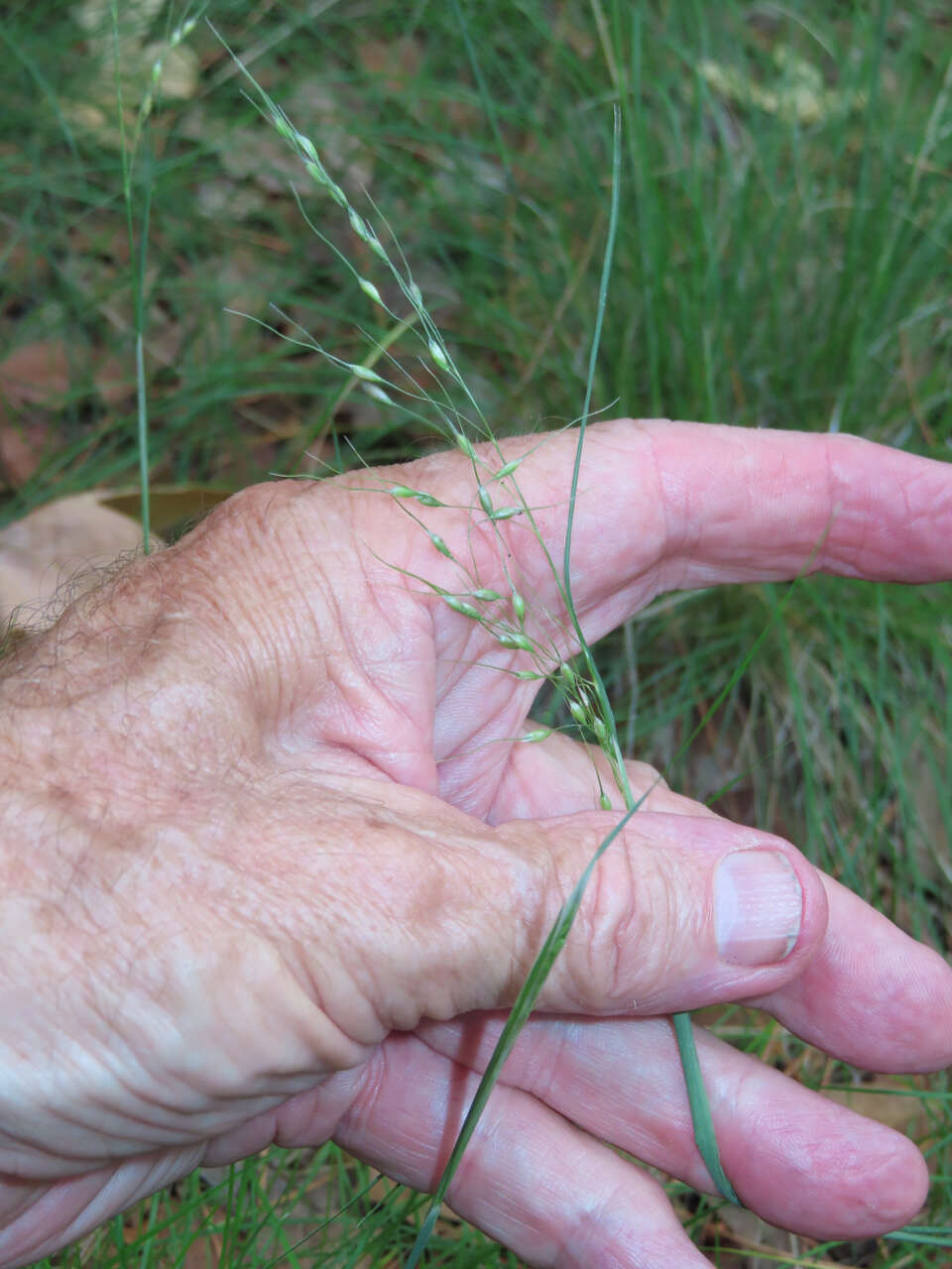 Image of pinyon ricegrass