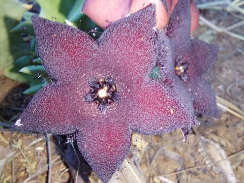 Image of Ceropegia melanantha (Schltr.) Bruyns