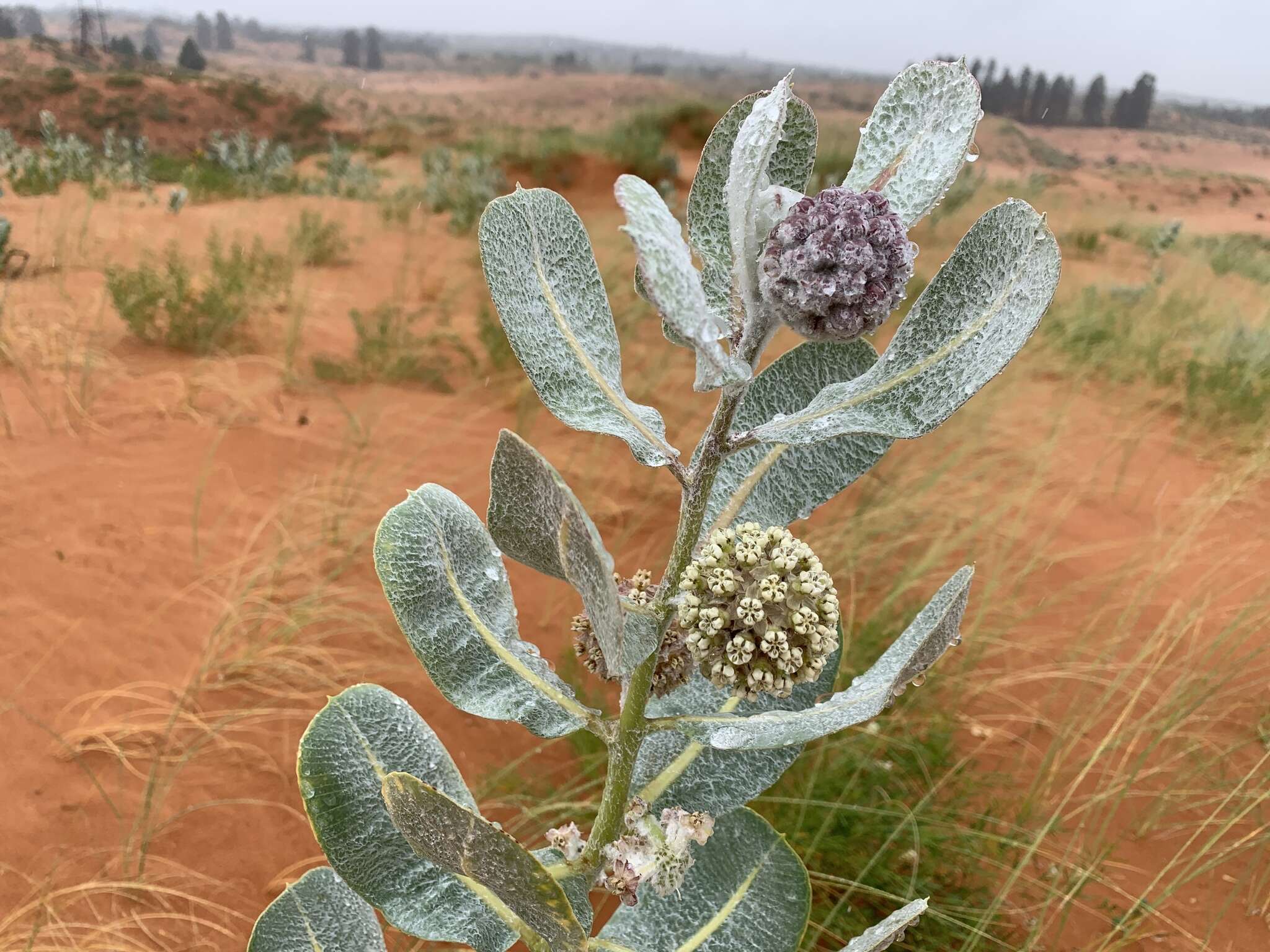 Image of Welsh's milkweed