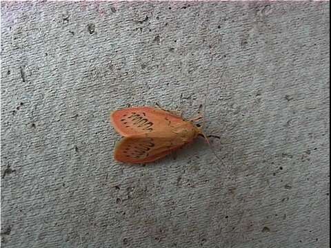 Image of rosy footman