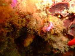 Image of Paraflabellina funeka (Gosliner & Griffiths 1981)