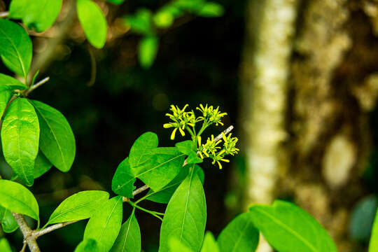 Image of Vangueria lasiantha (Sond.) Sond.