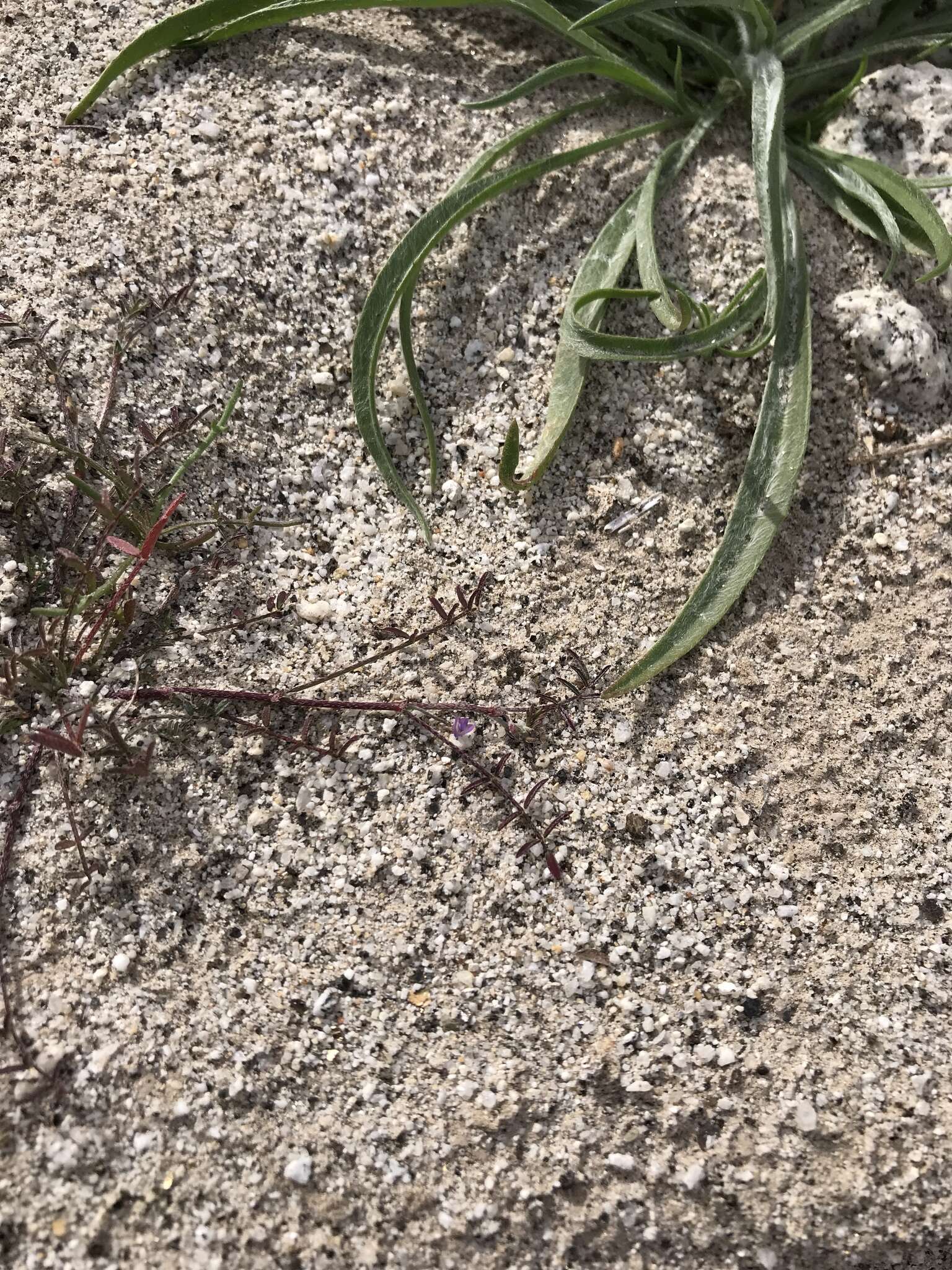 Sivun Astragalus nuttallianus var. imperfectus (Rydb.) Barneby kuva