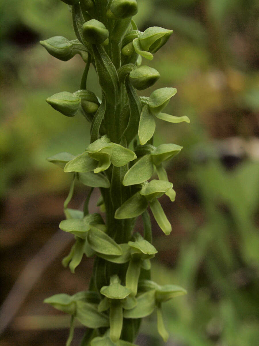 Слика од Platanthera stricta Lindl.