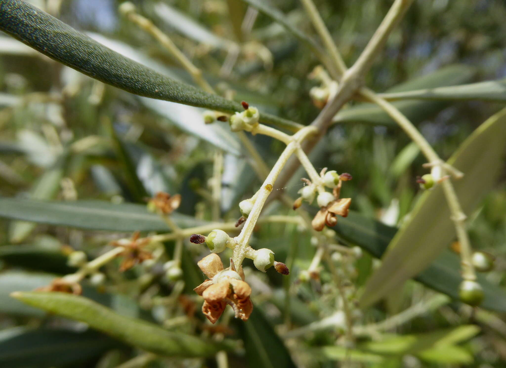 Image of olive tree