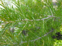 Image of Grevillea rosmarinifolia A. Cunn.