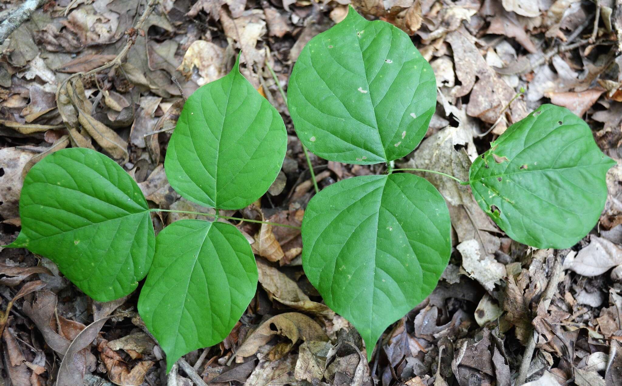 Plancia ëd Lackeya multiflora (Torr. & A. Gray) Fortunato et al.