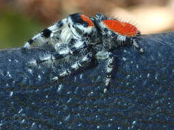 صورة Phidippus adumbratus Gertsch 1934