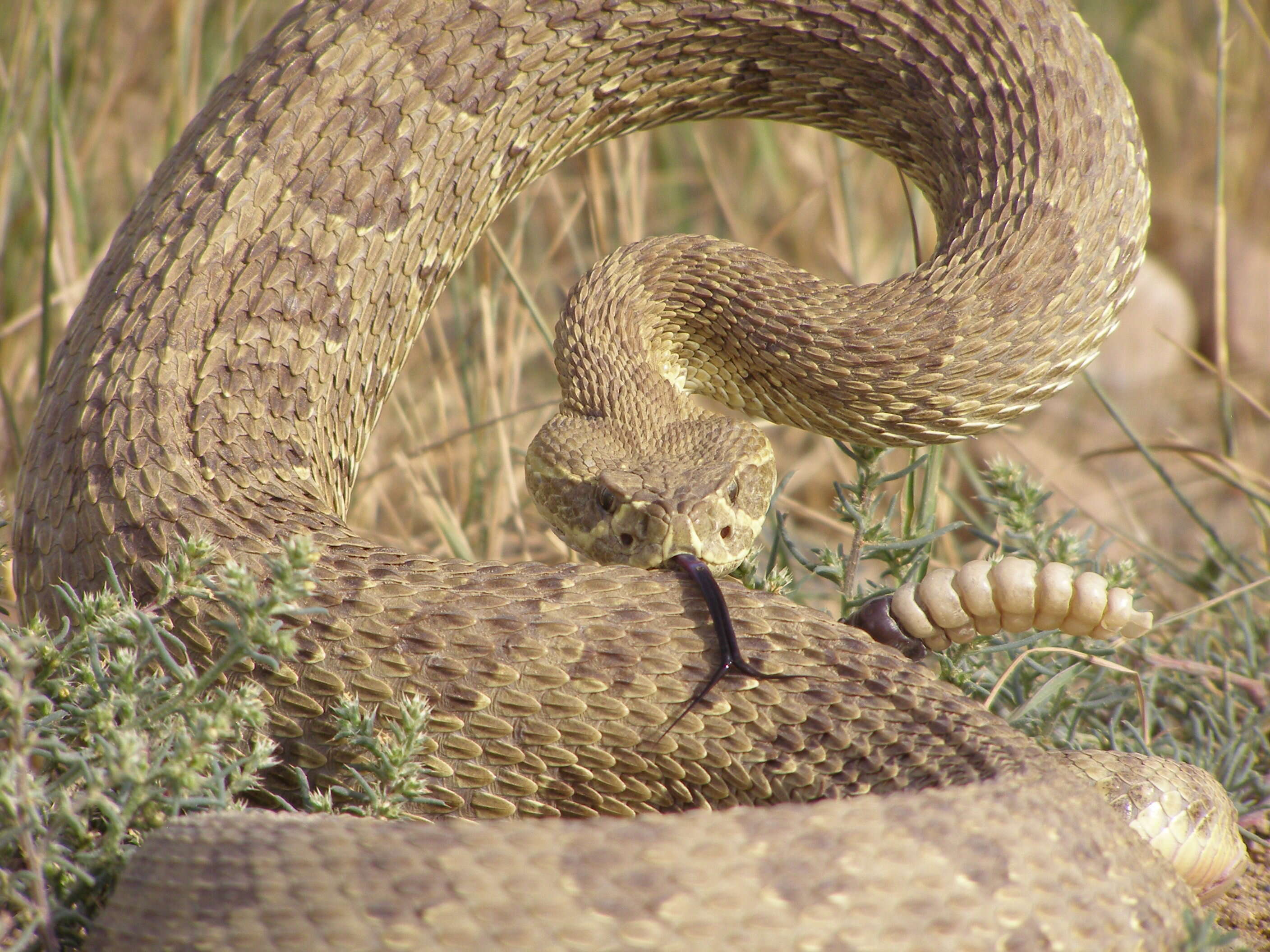 Image of Prairie Rattlesnake