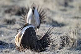 Image of Gunnison sage-grouse; greater sage-grouse