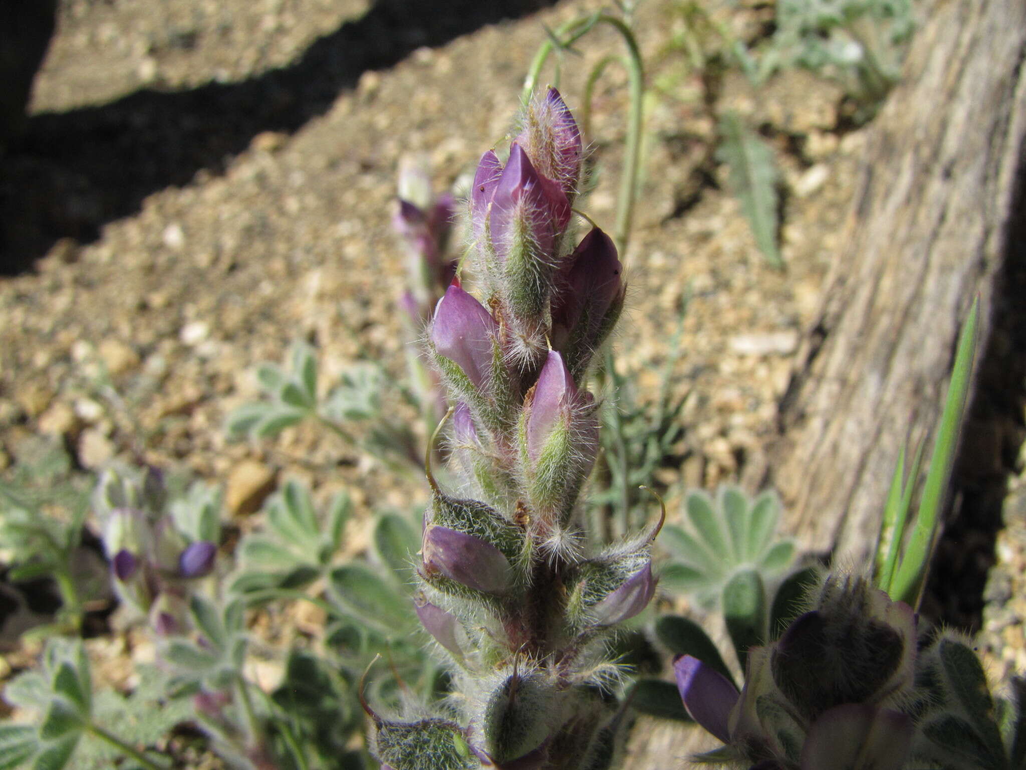 Image of bajada lupine