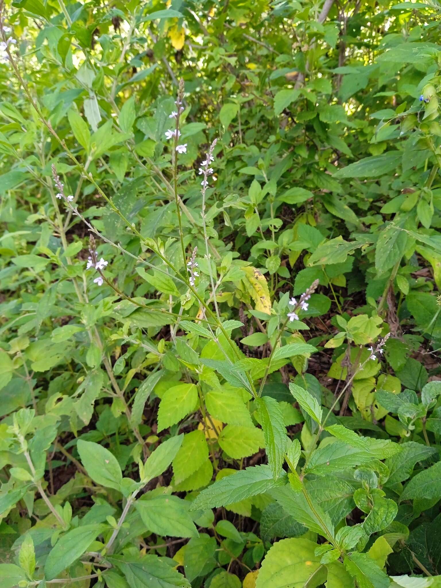 Imagem de Verbena carolina L.