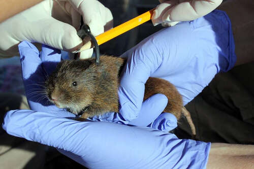 Image of Amargosa Vole