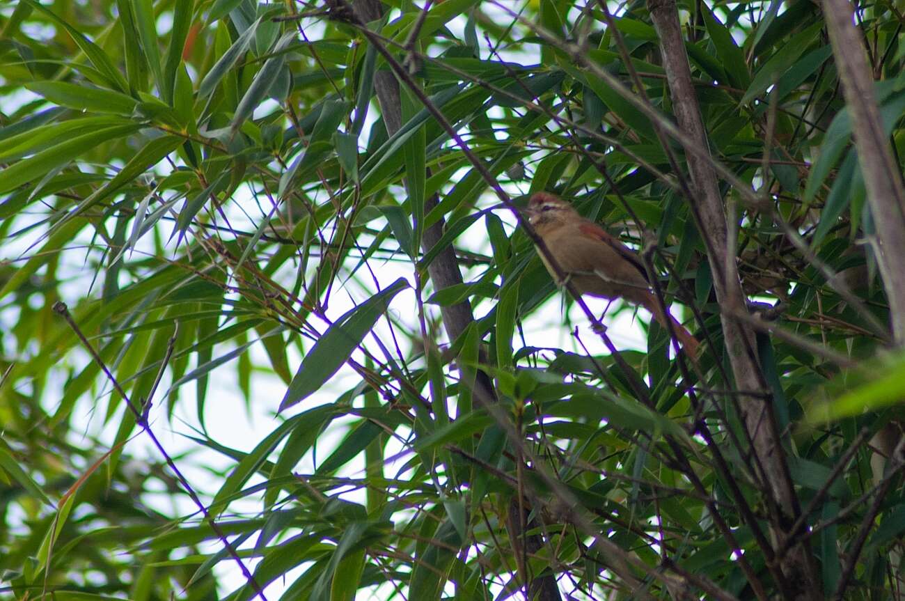 Image of Pallid Spinetail