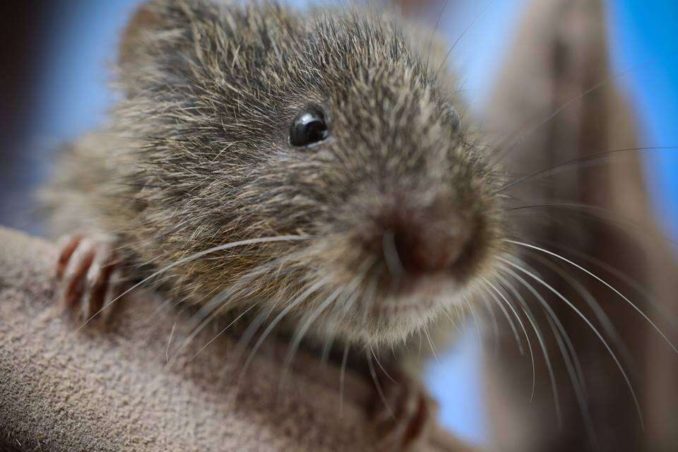 Image of Amargosa Vole