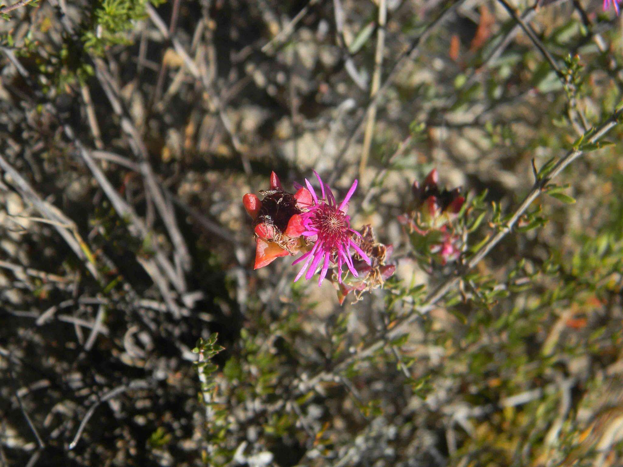 Image of Erepsia saturata L. Bol.