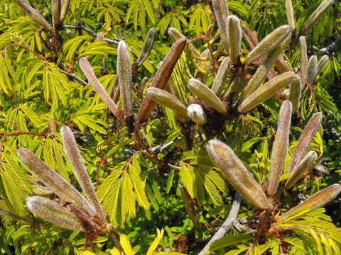 Image of Brazilian flame bush