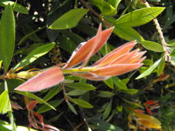 صورة Callistemon citrinus (Curtis) Skeels