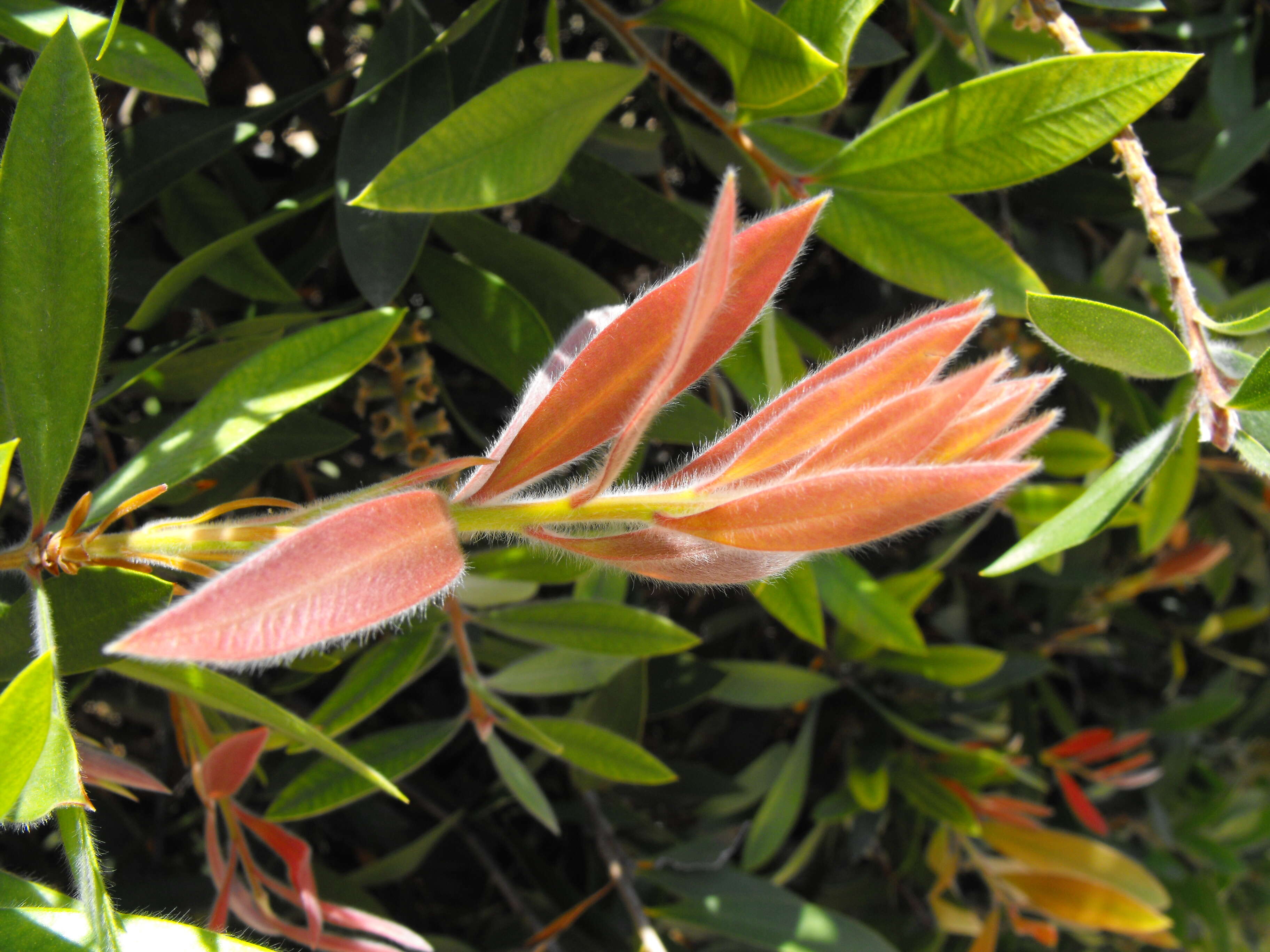 Image of crimson bottlebrush