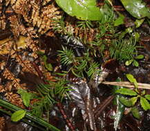 Image of Brown Pine