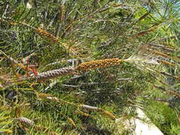 صورة Callistemon rigidus R. Br.