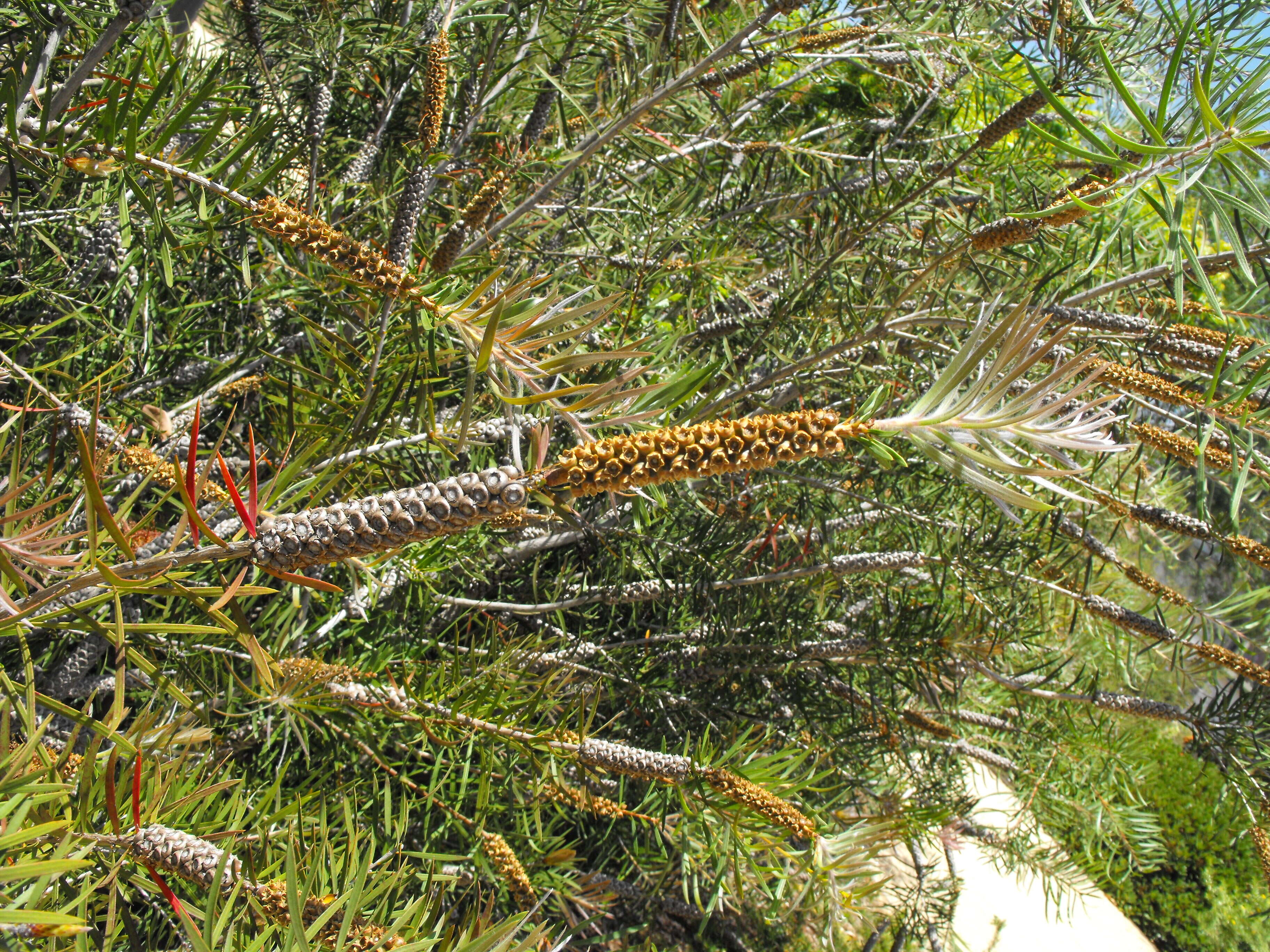 صورة Callistemon rigidus R. Br.