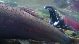 Image of Coho Salmon