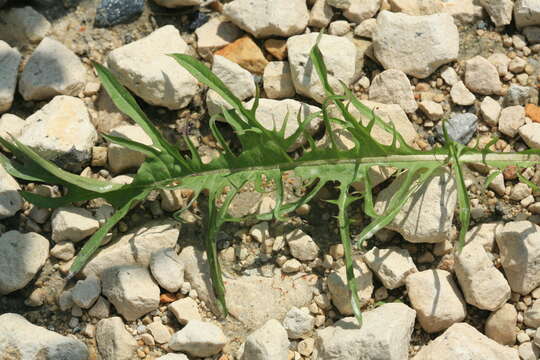 Image of Taraxacum pectinatiforme H. Lindb. fil.