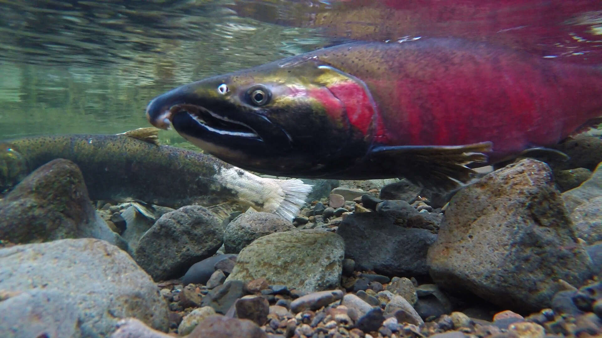 Image of Coho Salmon