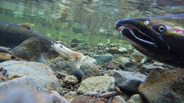 Image of Coho Salmon