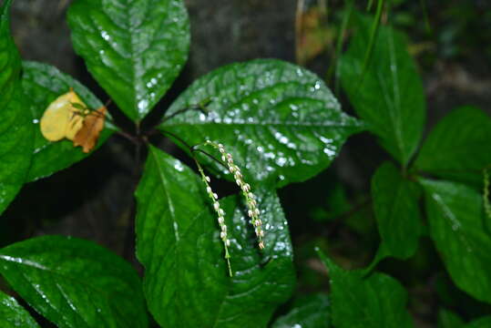 Image of Chloranthus henryi Hemsl.