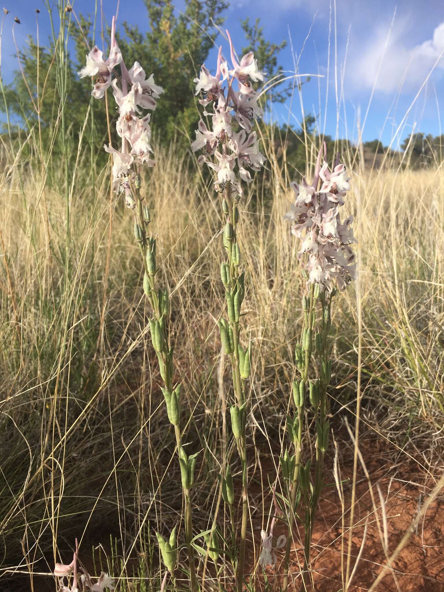 Image of Organ Mountain larkspur