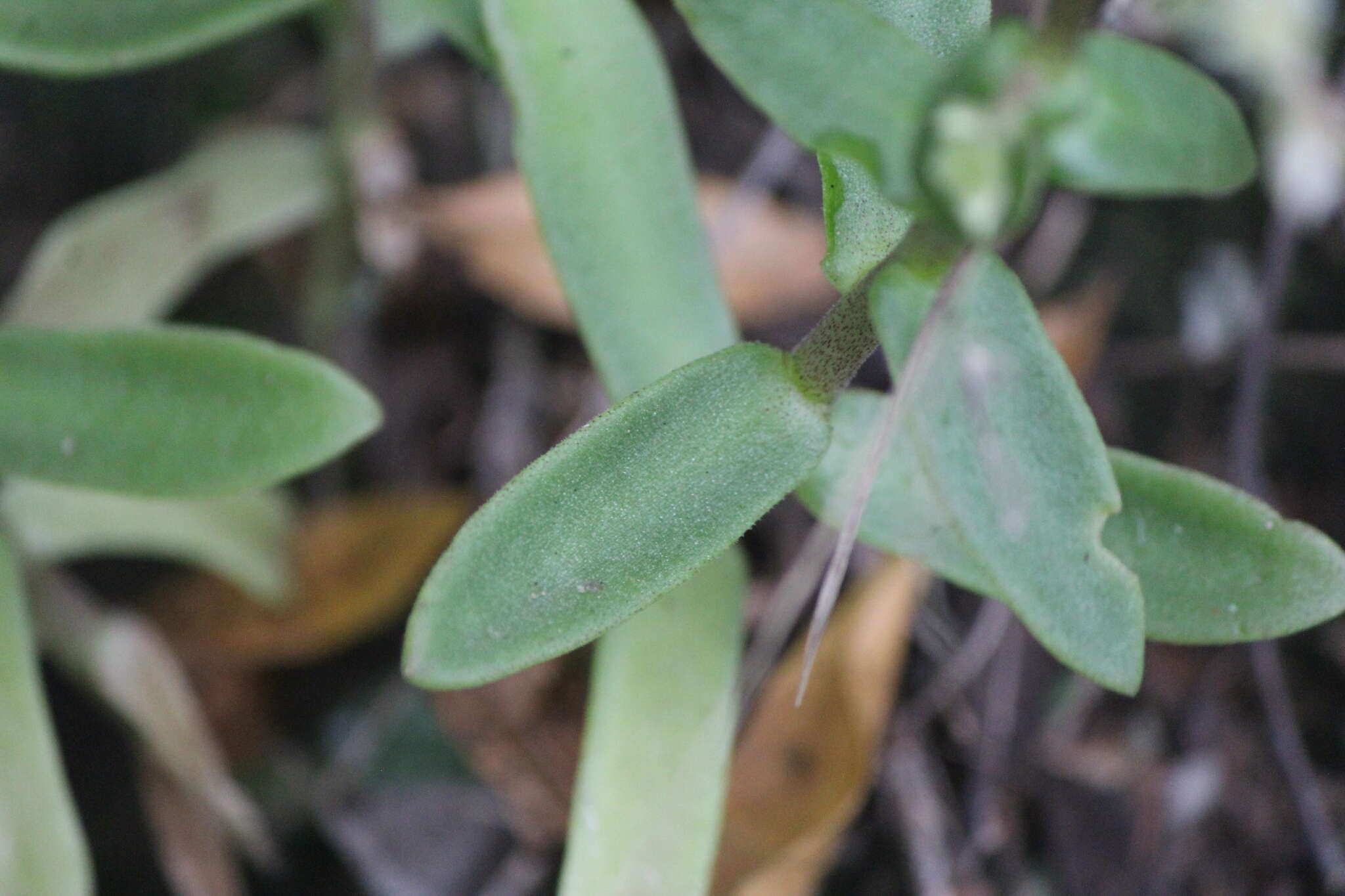 Image of Sedum ebracteatum subsp. grandifolium R. T. Clausen