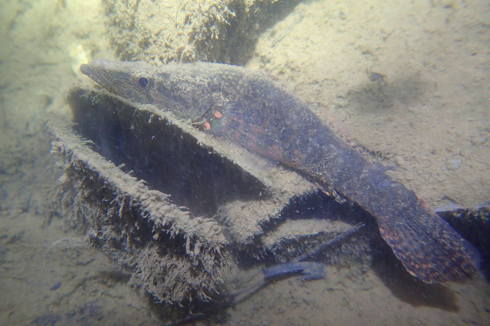 Image of Olive flathead-gudgeon