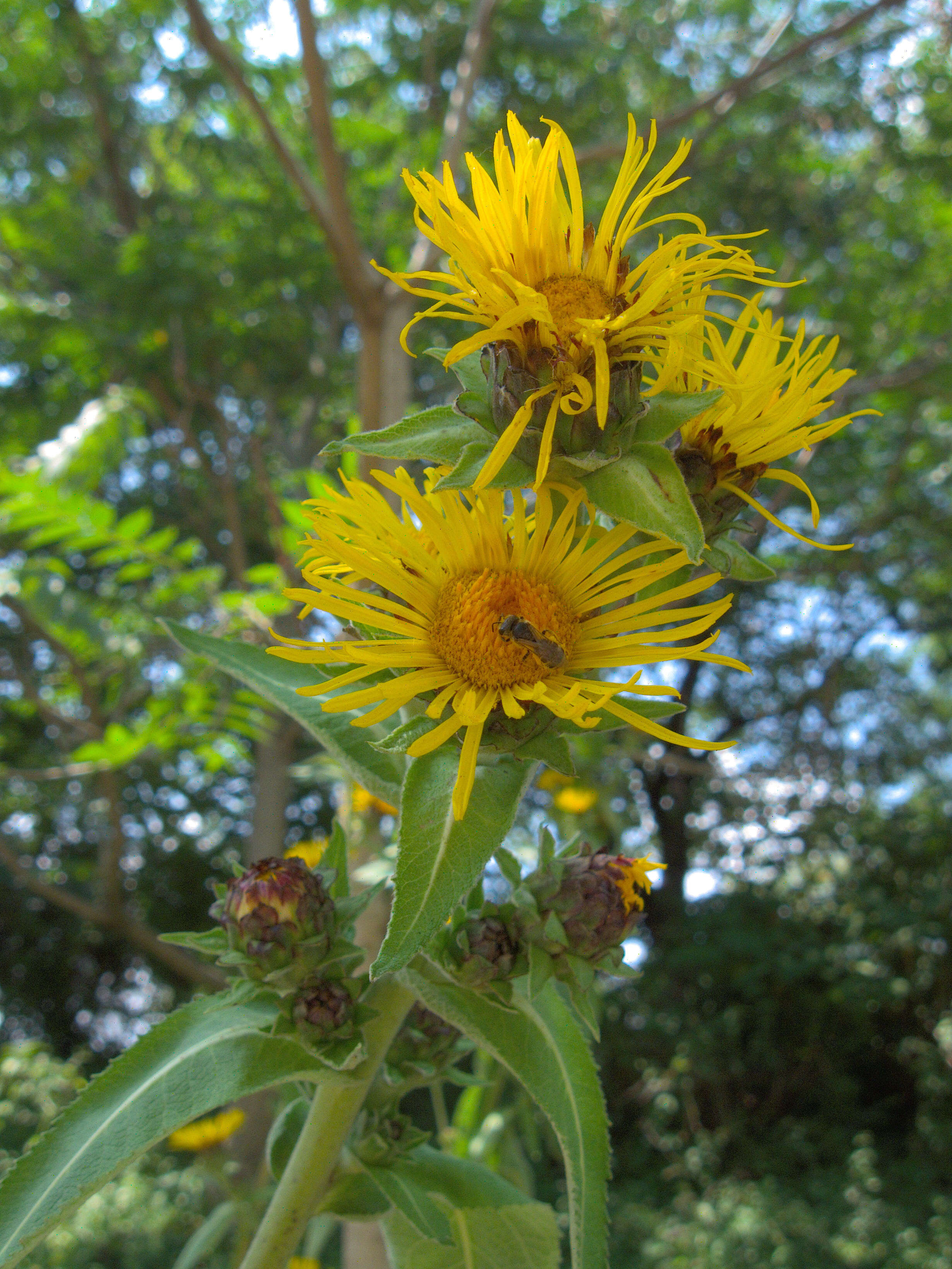 Image of Elecampane