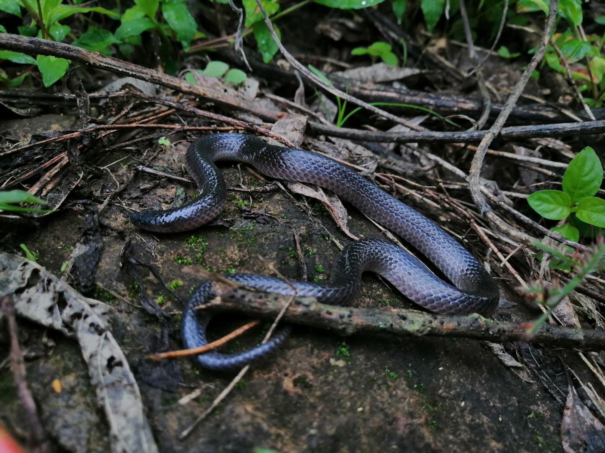 Image of Peters' Earth Snake