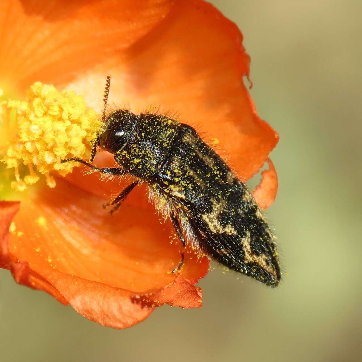 Image of Acmaeodera cuneata Fall 1899