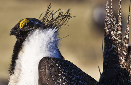 Image of Gunnison sage-grouse; greater sage-grouse