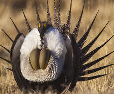 Image of Gunnison sage-grouse; greater sage-grouse