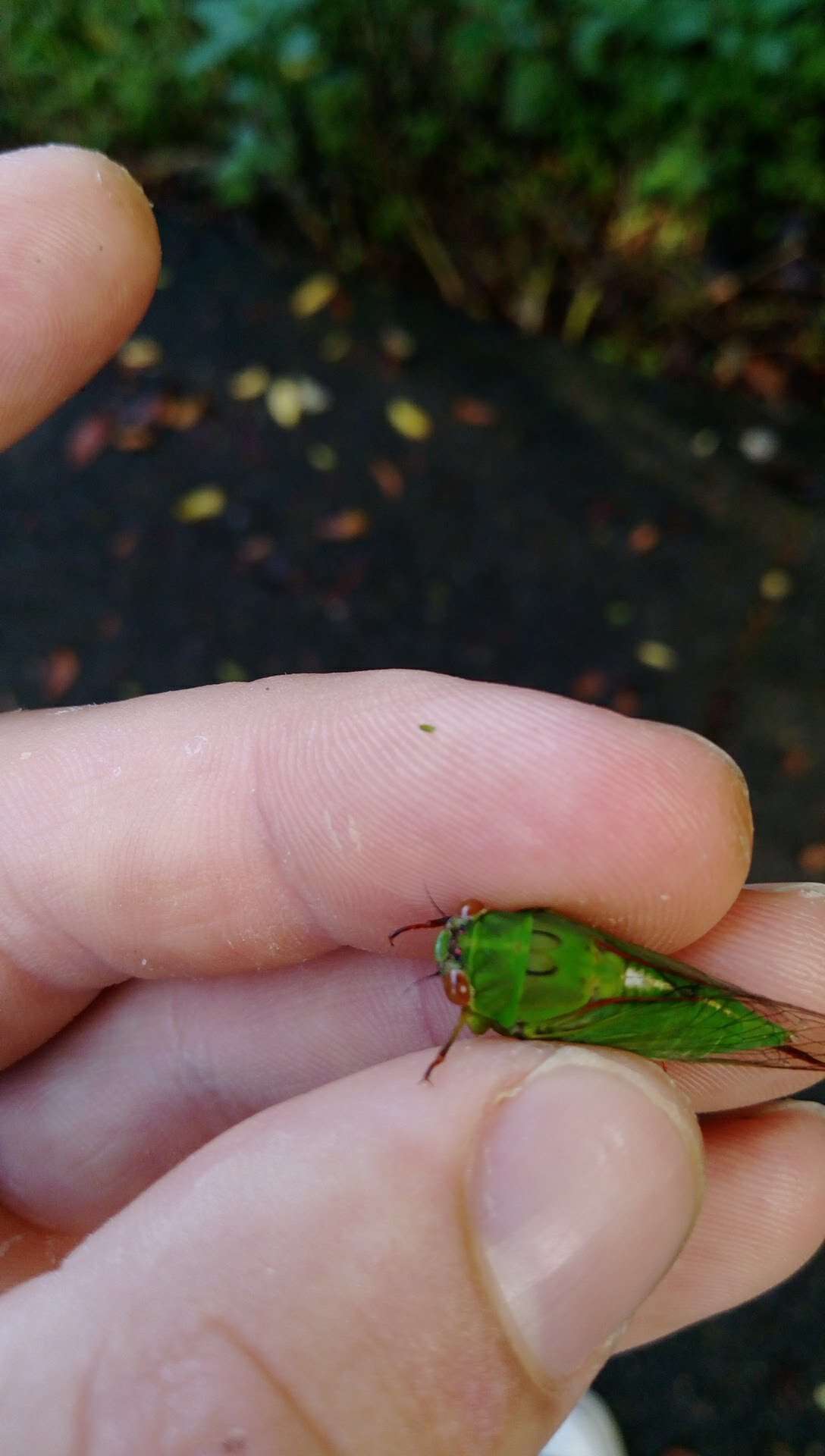 Image of April green cicada