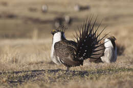 Image of Gunnison sage-grouse; greater sage-grouse