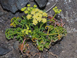 Image of Canaria tortuosa (Webb & Berthel.) Jim. Mejías & P. Vargas