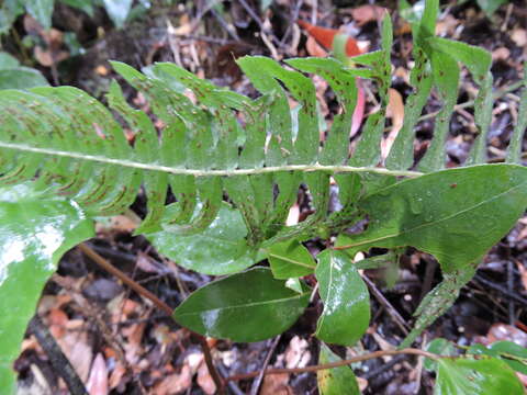 Sivun Blechnum hastatum Kaulf. kuva