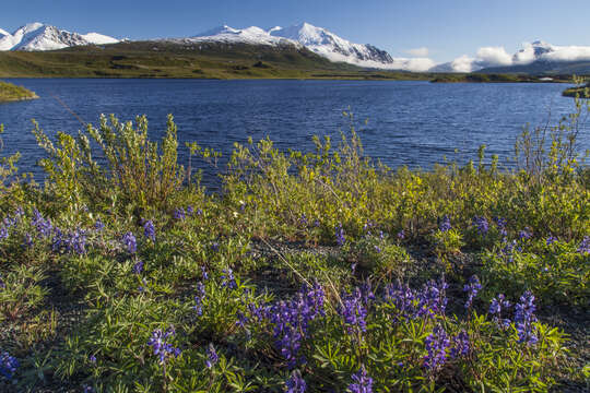 صورة Lupinus arcticus S. Watson