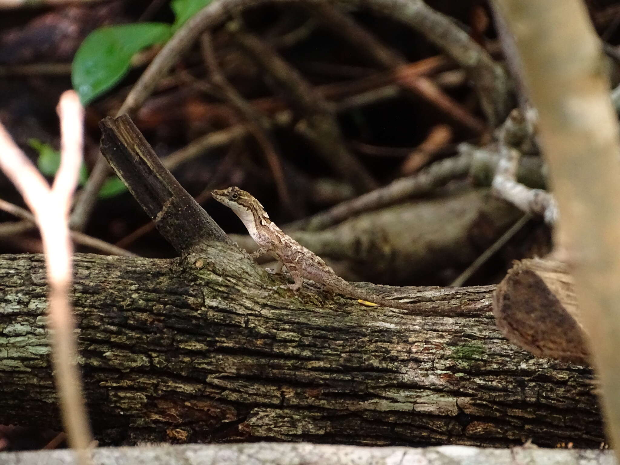 Imagem de Anolis rodriguezii Bocourt 1873